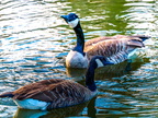142-canada goose