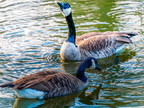 144-canada goose