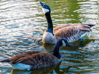 143-canada goose