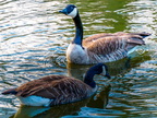 145-canada goose