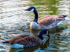 146-canada goose