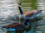 147-canada goose