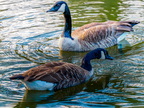 148-canada goose