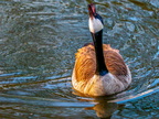 150-canada goose
