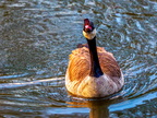 151-canada goose