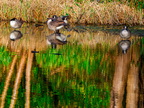 152-canada goose