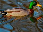 153-mallard