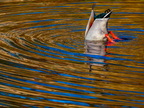 154-mallard