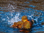 155-mallard