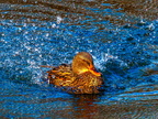 156-mallard