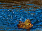 157-mallard
