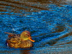 158-mallard