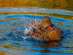 164-mallard