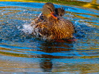165-mallard