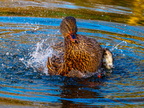 166-mallard