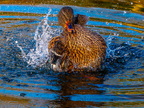 167-mallard