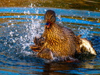 168-mallard
