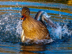 169-mallard