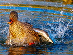 170-mallard