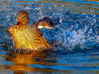 172-mallard