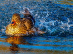 173-mallard