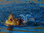 174-mallard