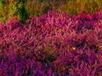 013-essen grugapark botanical garden