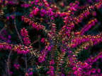 014-essen grugapark botanical garden