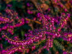 015-essen grugapark botanical garden