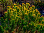 017-essen grugapark botanical garden