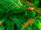 035-essen grugapark botanical garden