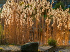 052-essen grugapark botanical garden