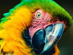 1321-essen-grugapark-macaw