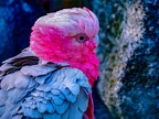 1333-essen-grugapark-galah