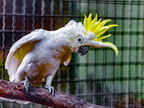 1340-essen-grugapark-yellow-crested cockatoo