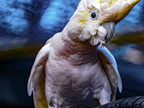 1348-essen-grugapark-yellow-crested cockatoo