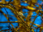 0899-essen grugapark botanical garden