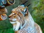 010 - zoom gelsenkirchen - eurasian lynx