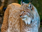015 - zoom gelsenkirchen - eurasian lynx