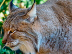 037 - zoom gelsenkirchen - eurasian lynx