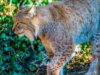 038 - zoom gelsenkirchen - eurasian lynx