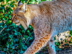 040 - zoom gelsenkirchen - eurasian lynx