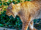 045 - zoom gelsenkirchen - eurasian lynx