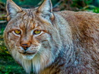 052 - zoom gelsenkirchen - eurasian lynx