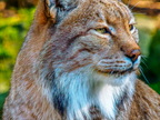 066 - zoom gelsenkirchen - eurasian lynx