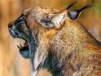 eurasian lynx