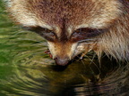 raccoon