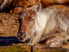129 - zoom gelsenkirchen - reindeer