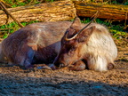 131 - zoom gelsenkirchen - reindeer