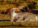 132 - zoom gelsenkirchen - reindeer